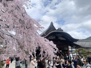 三宝院と枝垂桜